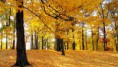 /album/autunno-e-i-suoi-frutti/autunno-e-frutti-autunnali-11-jpg/